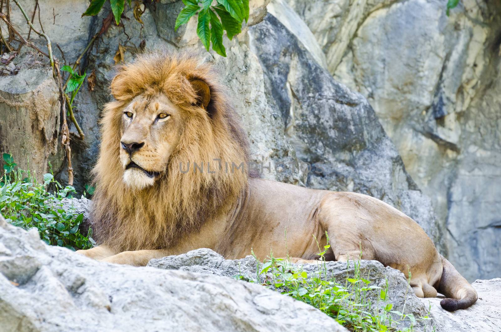 Male Lion rest on rocky of mountain 