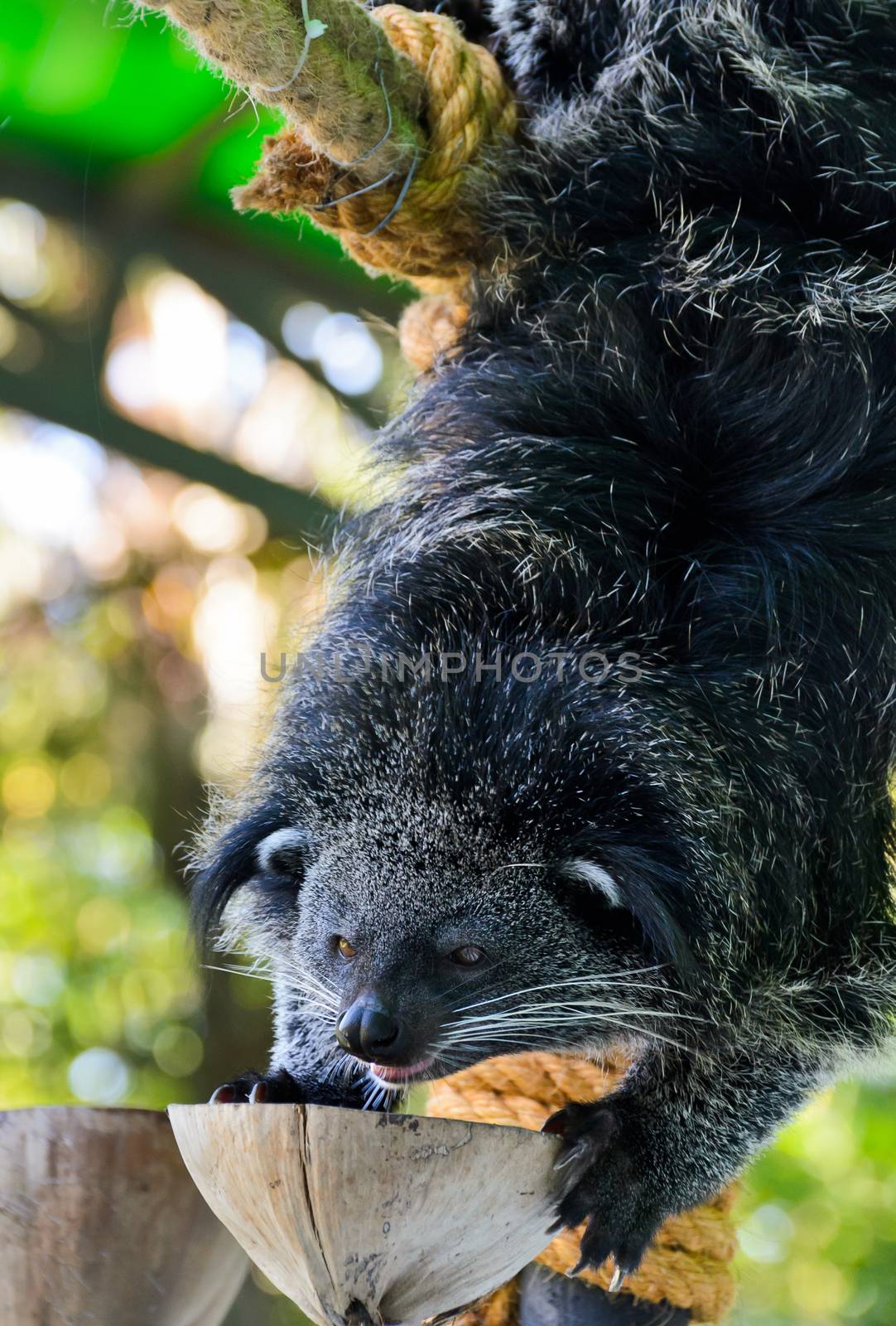 Asian Bearcat or Arctictis Binturong are eating food