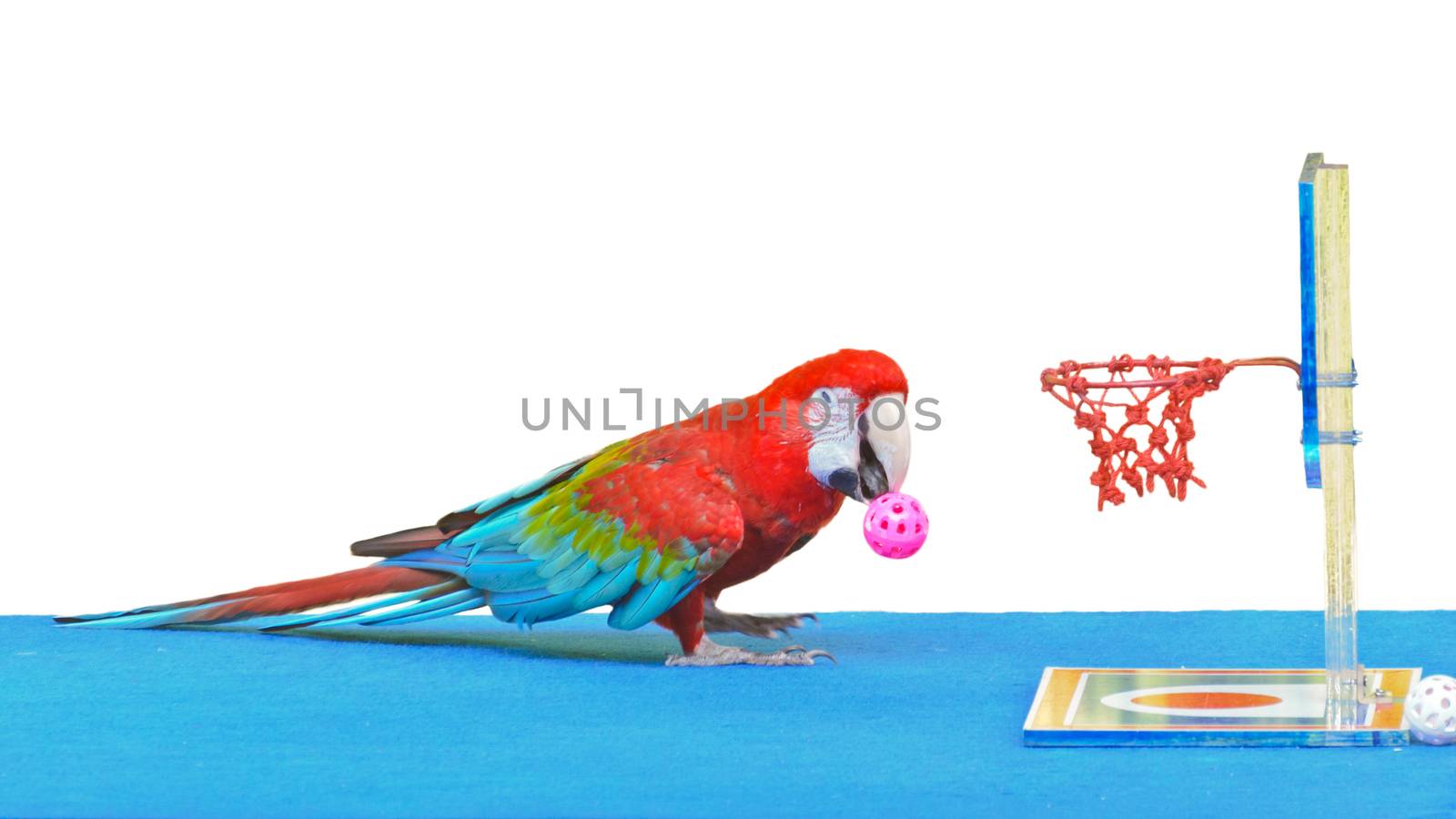 Green-Winged Macaw scientific name Ara chloroptera playing basketball toy is fun on white background