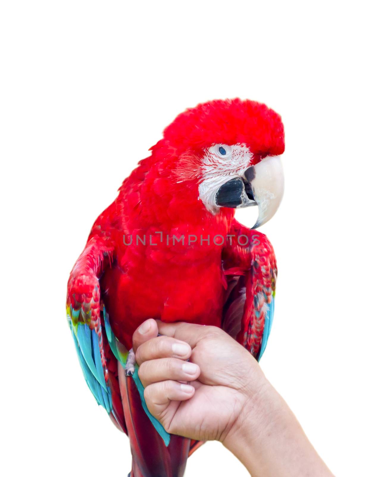 Green-Winged Macaw scientific name Ara chloroptera perch at hand on white background