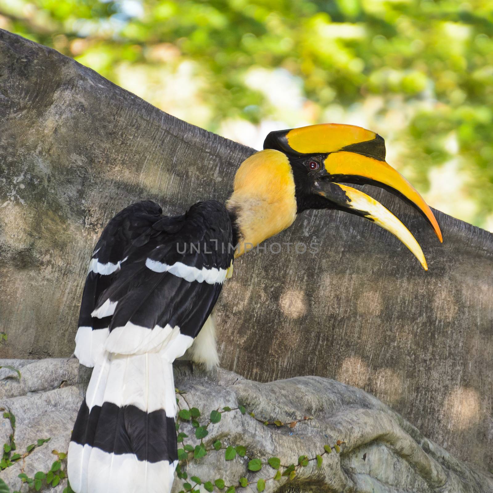 Great Hornbill or Buceros bicornis large birds conservation in Thailand.