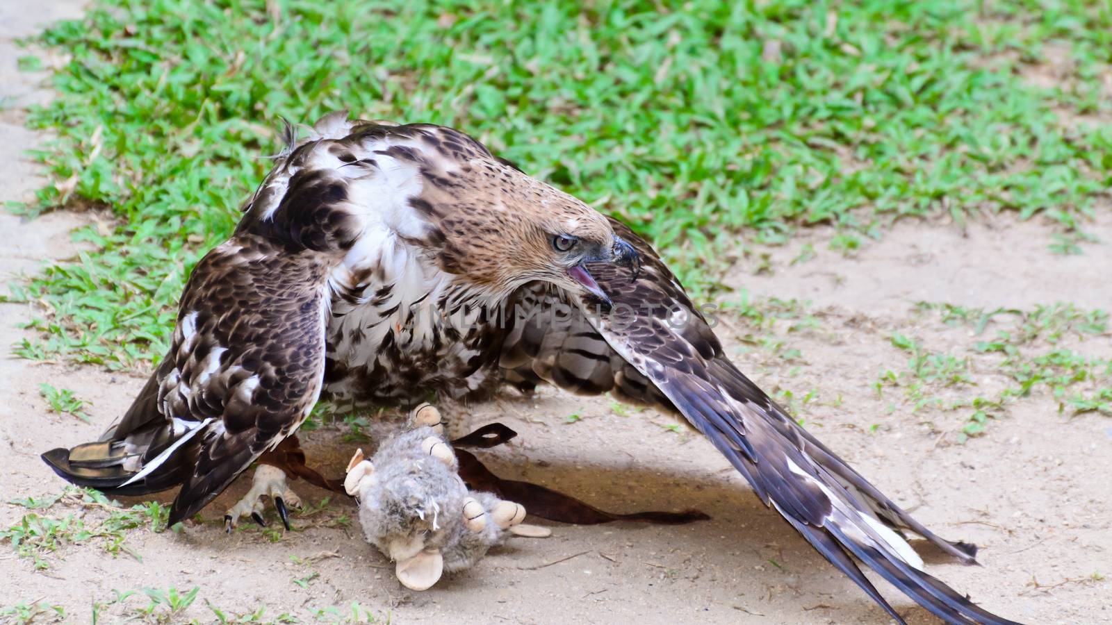 Changeable Hawk Eagle (Nisaetus limnaeetus) are learning to catch prey is rodents fake
