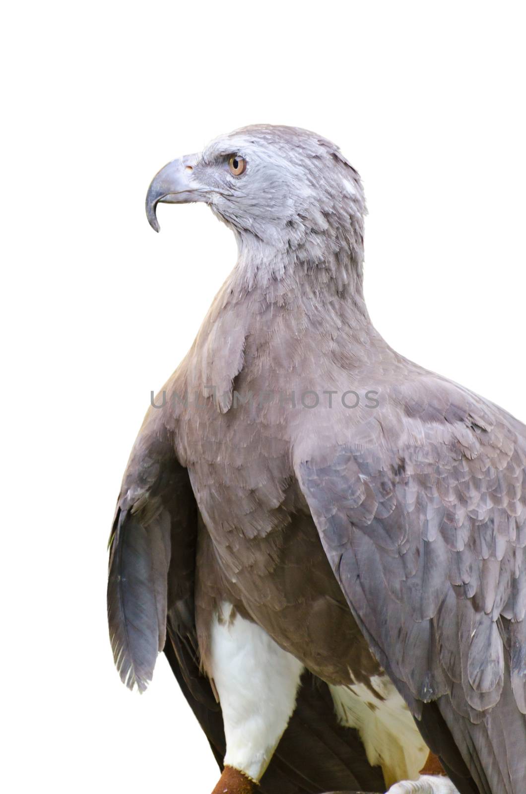 Lesser Fish Eagle ( Ichthyophaga humili )  bird hunters waiting time to hunt
