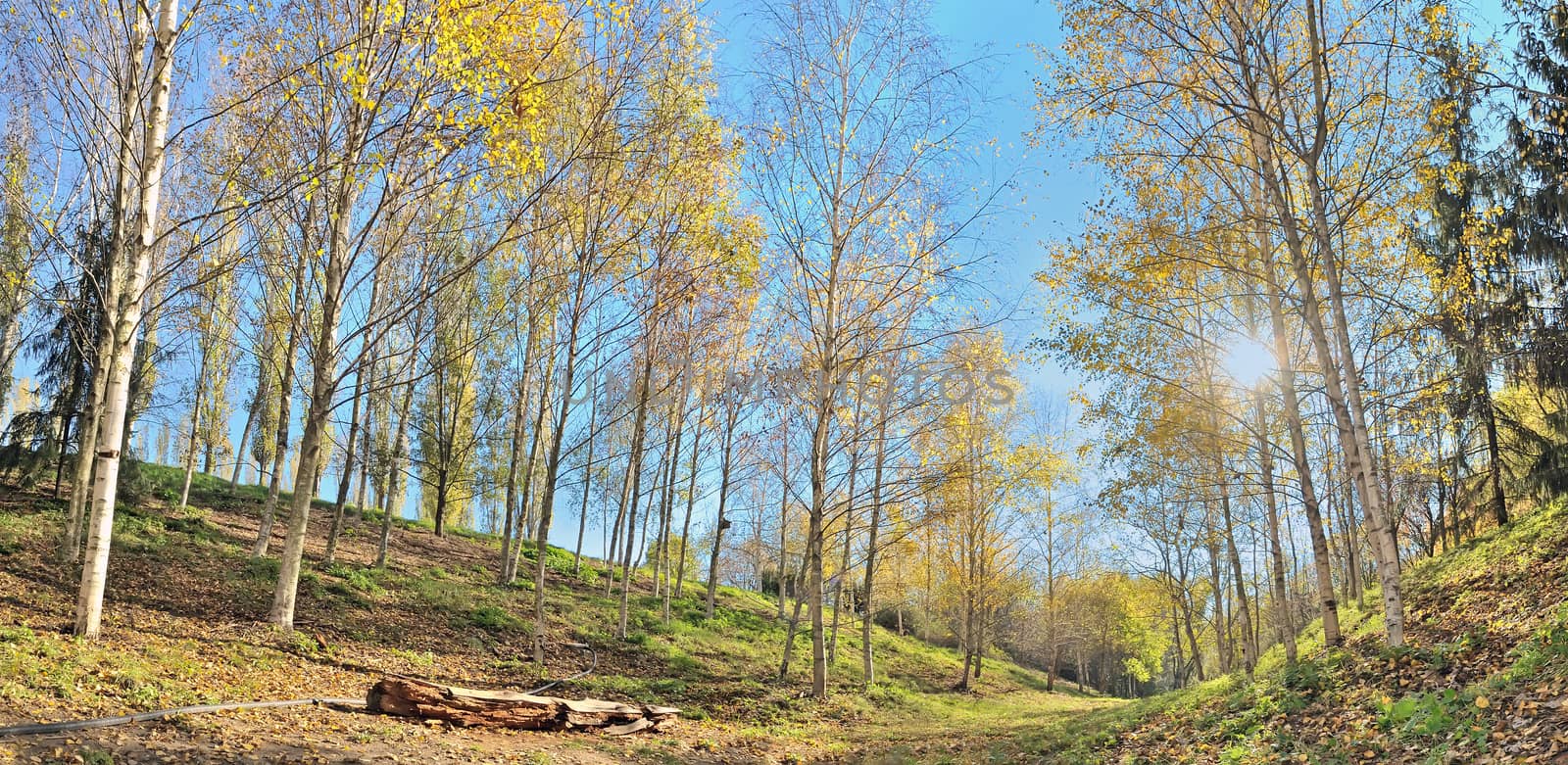 sunny autumn panorama in forest