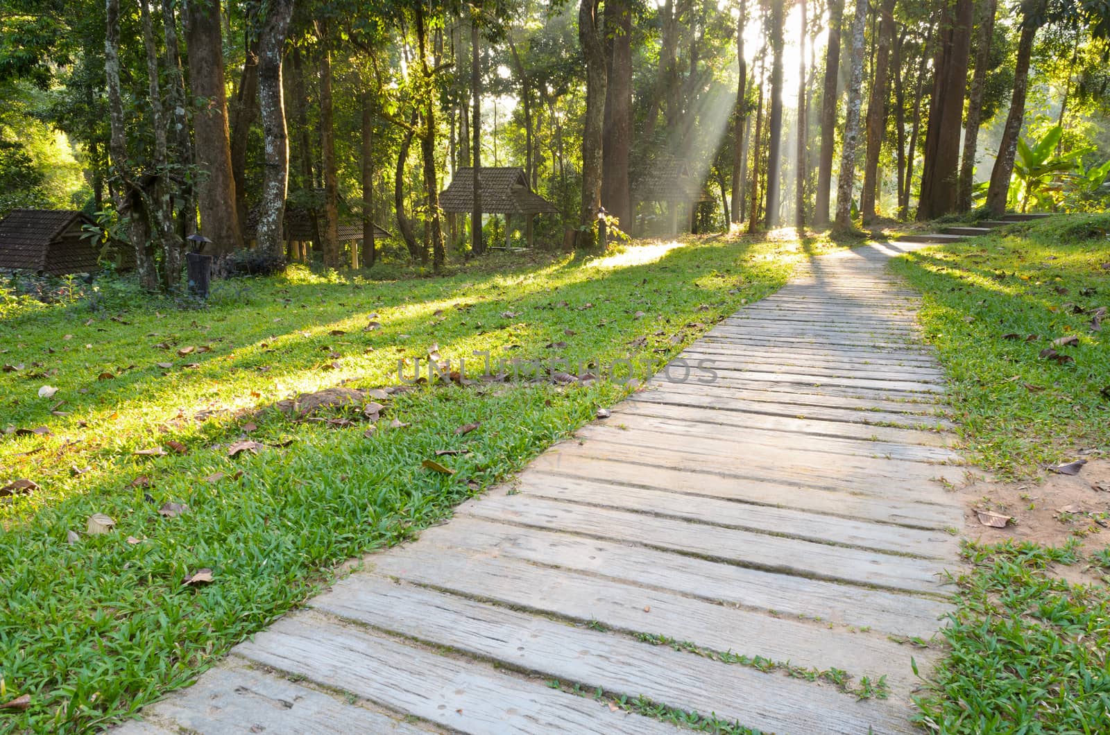 Pathways in tropical forests morning to the Monthathan waterfall of Chiang Mai province, Thailand