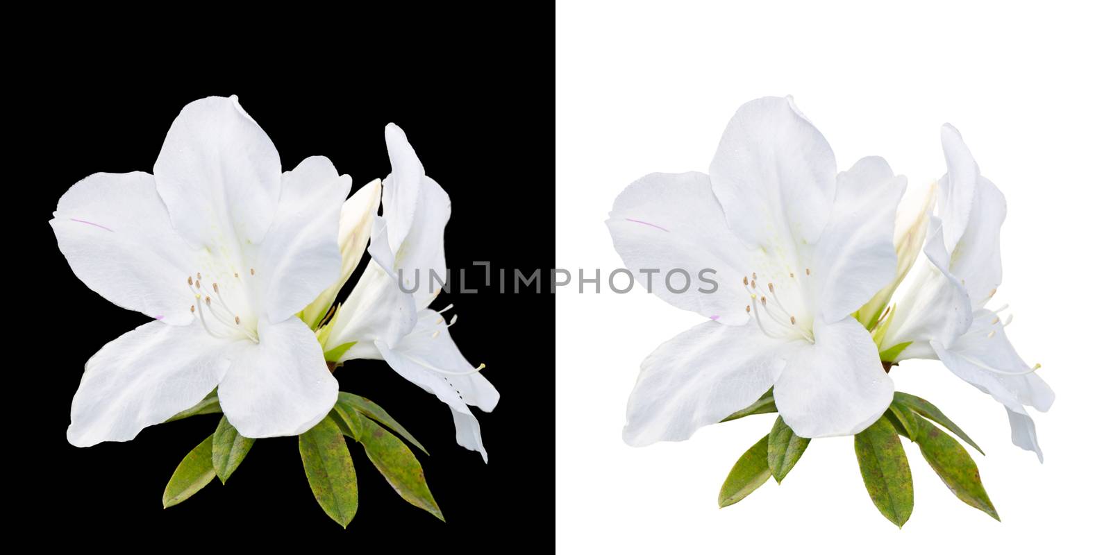 Rhododendron moulmeinene Hook ( Ericaceae ) flowers seen on the high mountains of Thailand on white and black background
