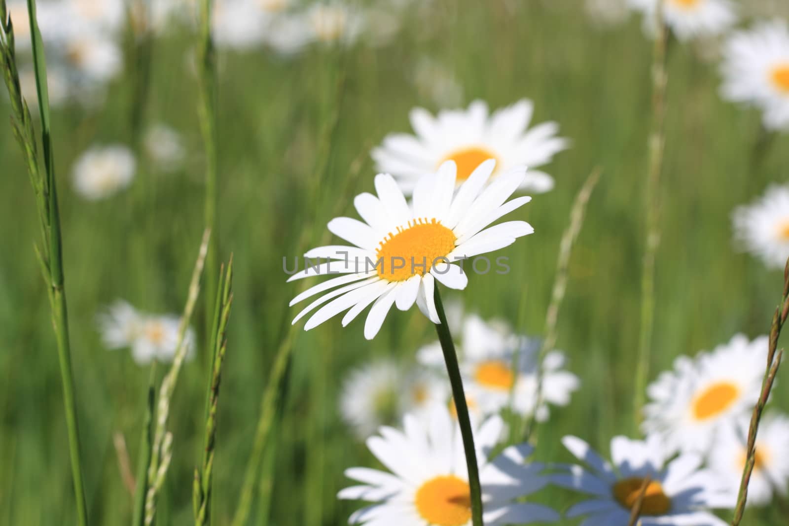 beautiful daisy flowers on a green meadow