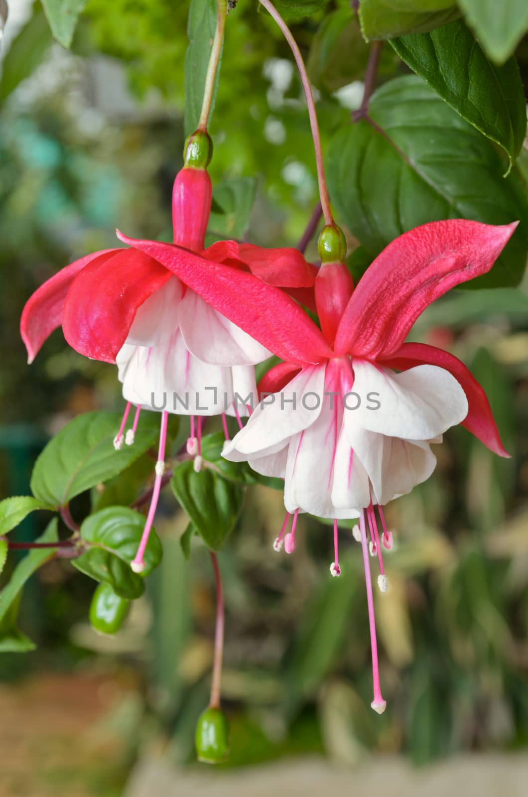 Lady's Eardrops ( Fuchsia ), Beautiful exotic flowers that grow and bloom at the cold weather in winter of Thailand