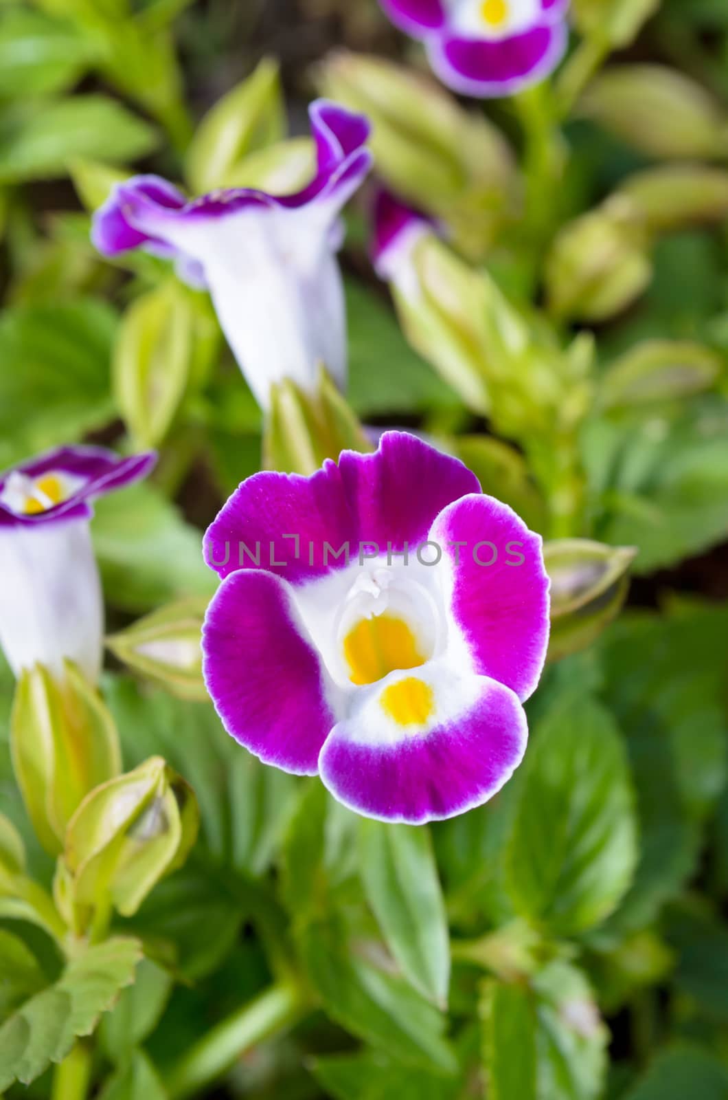 Close up wishbone flower, small flowering plant used as ground cover
