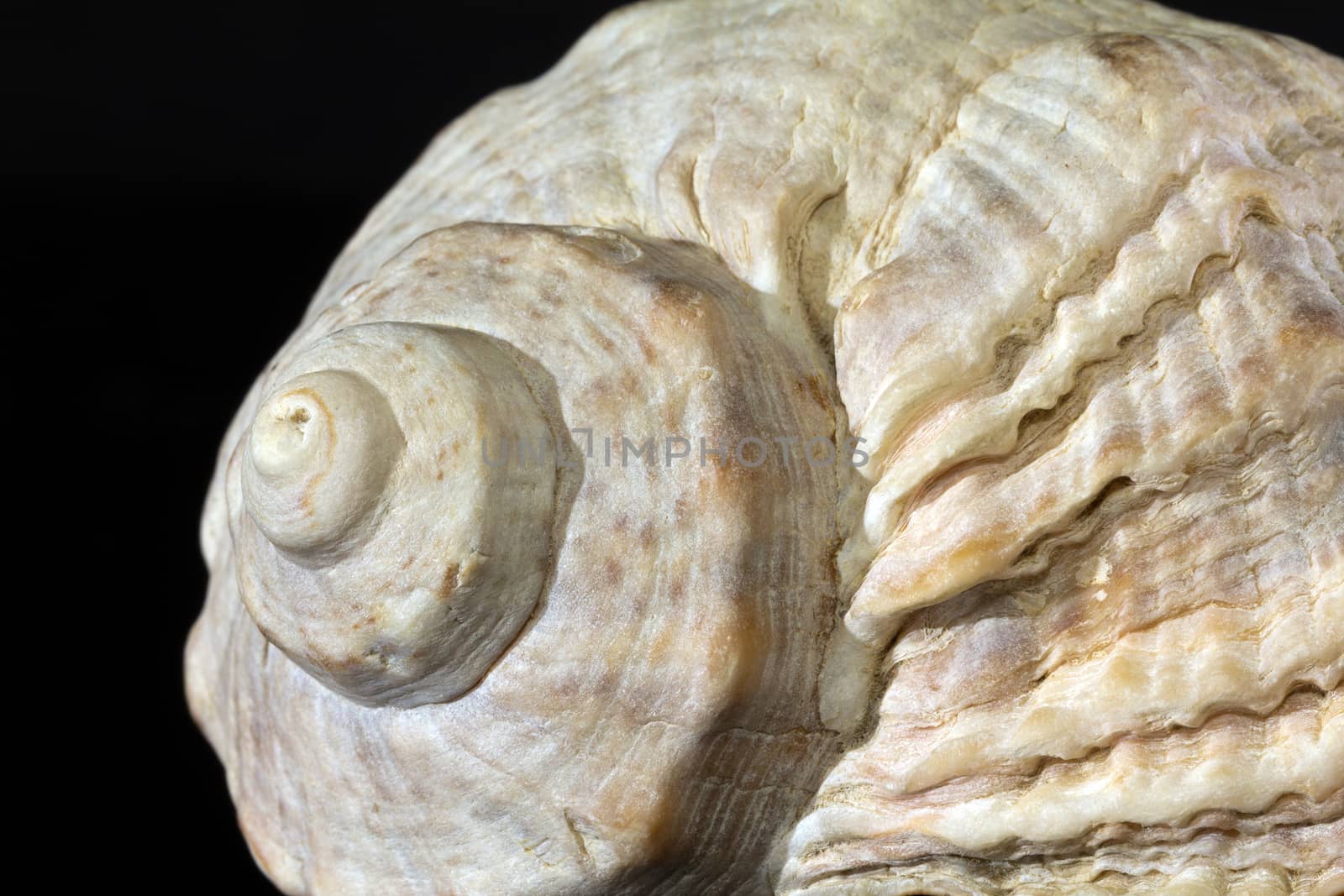 single seashell isolated on black background