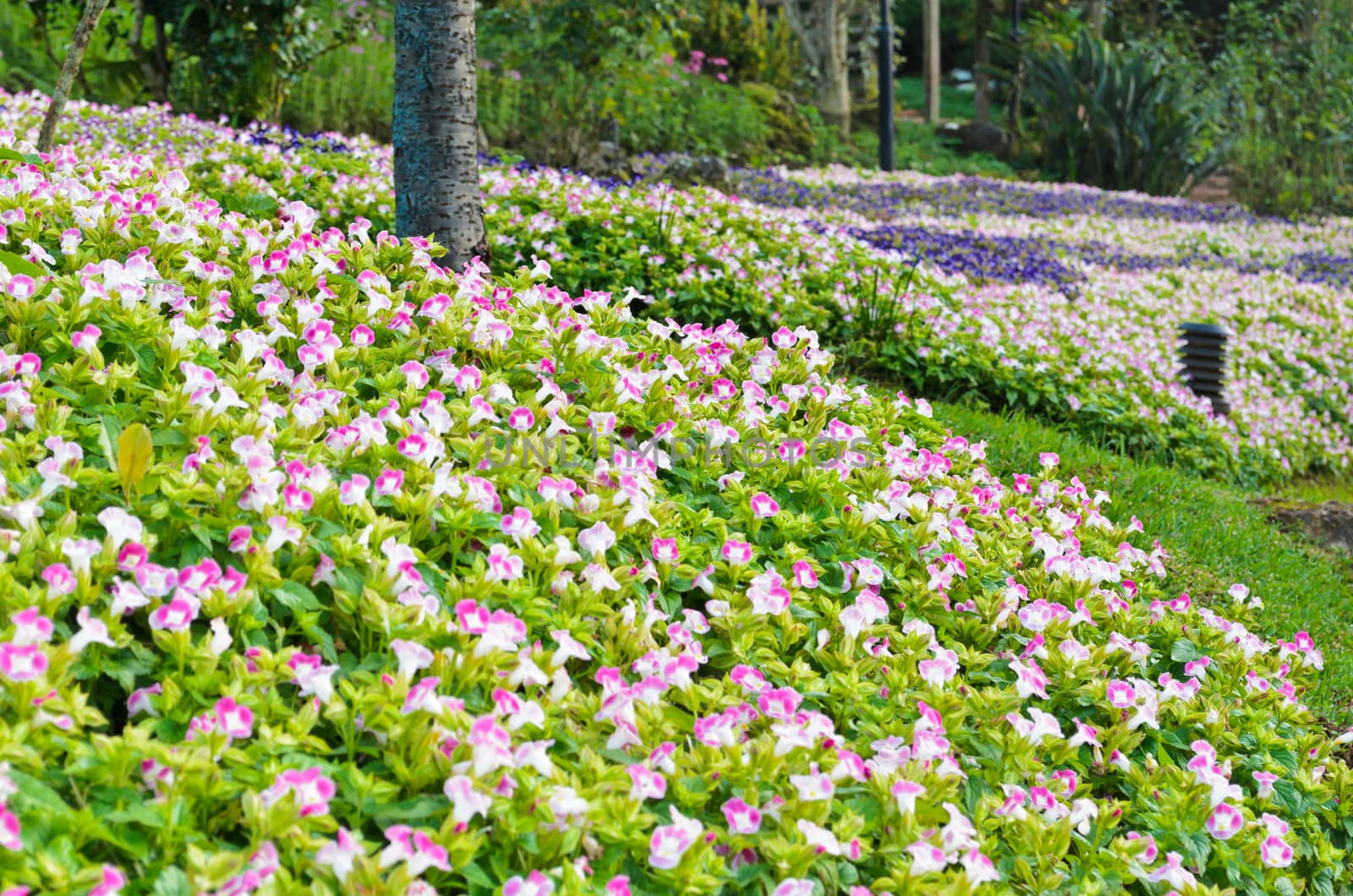 Wishbone Flower ( Torenia Fournieri Lindl ) the park is full of flowers