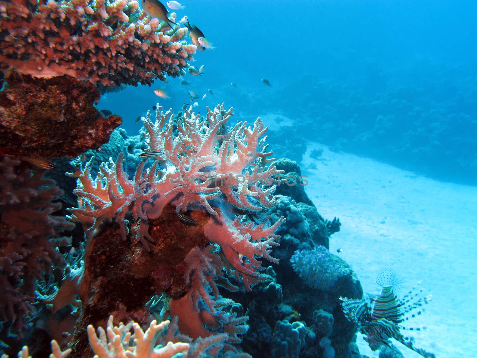 coral reef with hard corals at the bottom of tropical sea