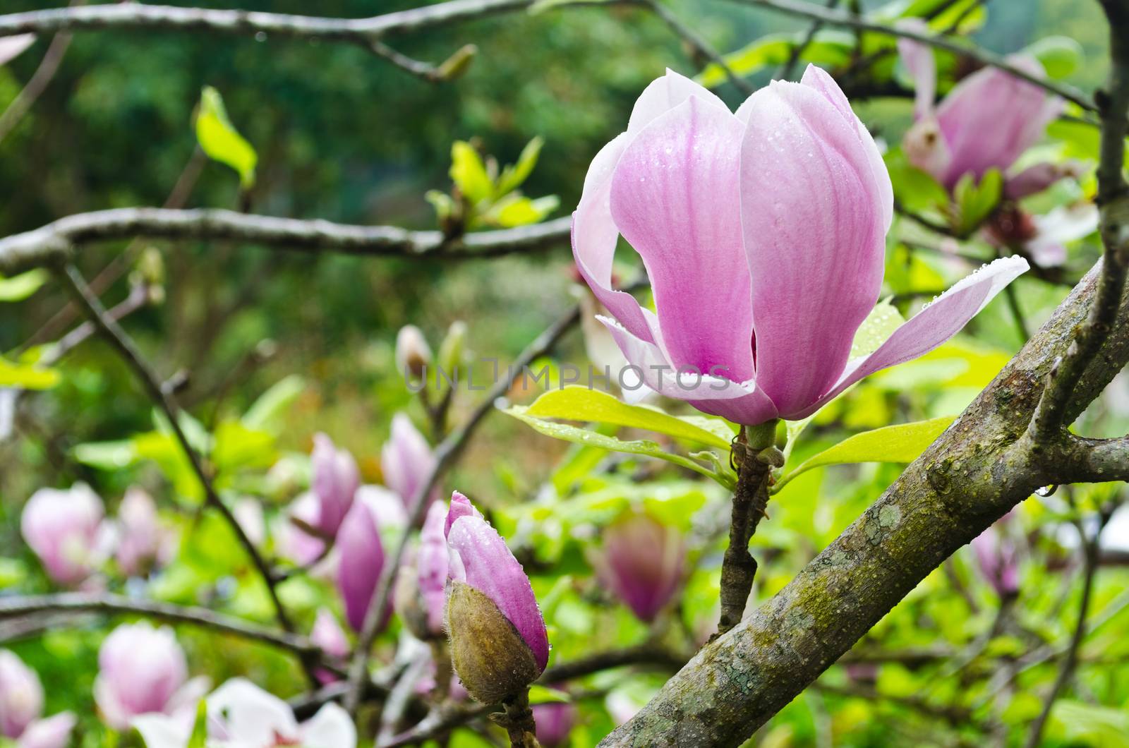 Close up pink Magnolia Soulangeana flowers filled with drops of rain.