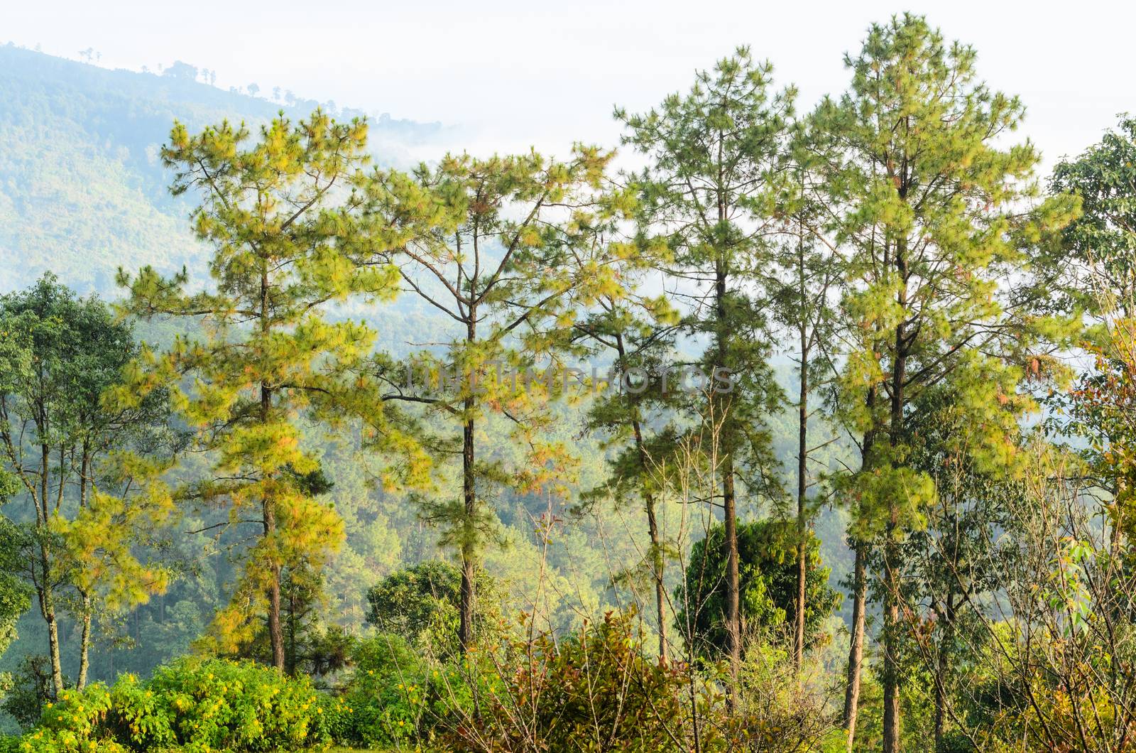 Kesiya tree growing on the high mountain