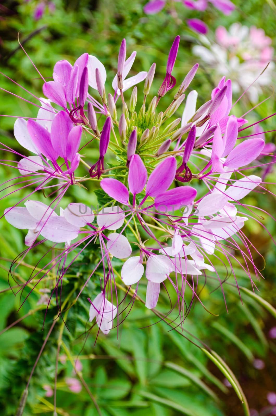 Multi-colored Cleome (spider flower) in garden. It is a floral fragrance.
