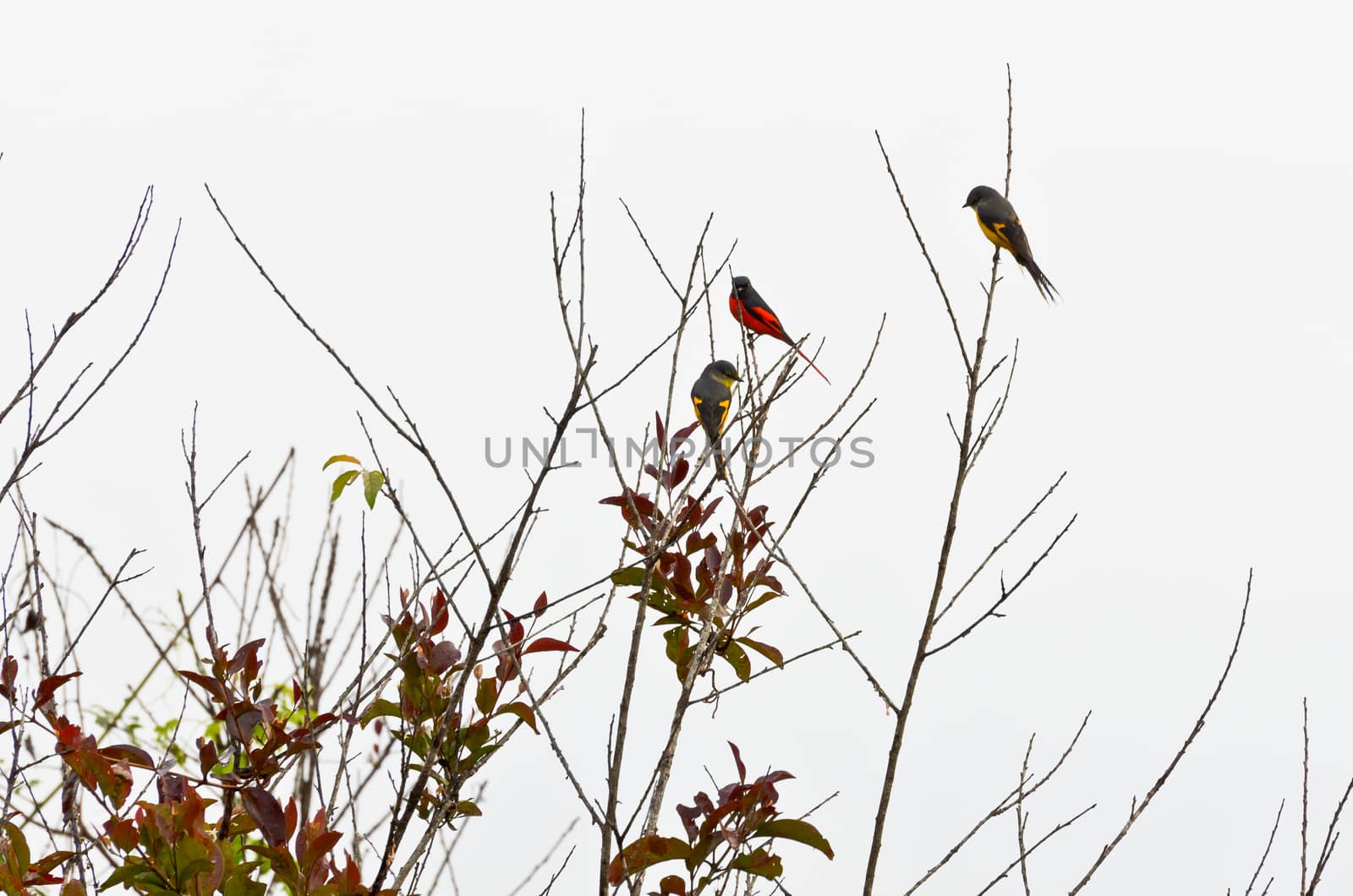 Scarlet Minivet birds (Pericrocotus Flammeus) Males are redness, Female and the chicks will be yellow in Thailand