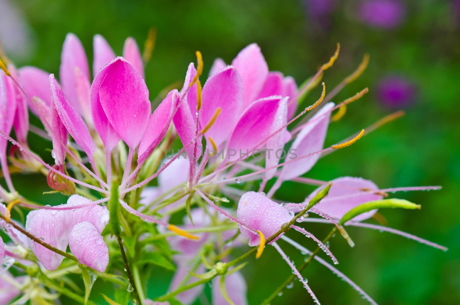 Close up pink Cleome or Spider flower filled with dew drops in garden