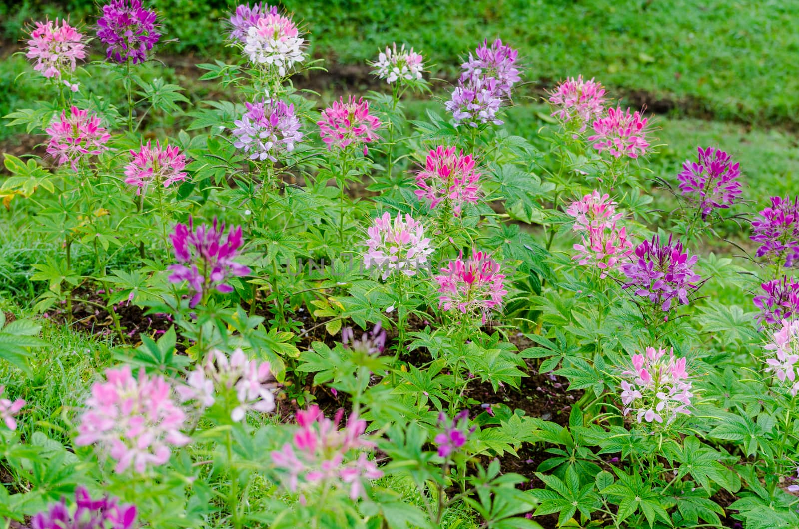 Cleome or Hasslerana with multi-colored in Garden flowers