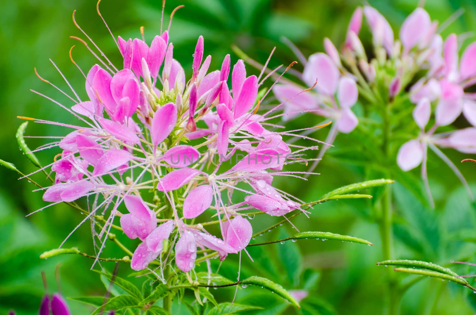 Close up pink Cleome or Spider flower filled with dew drops in garden