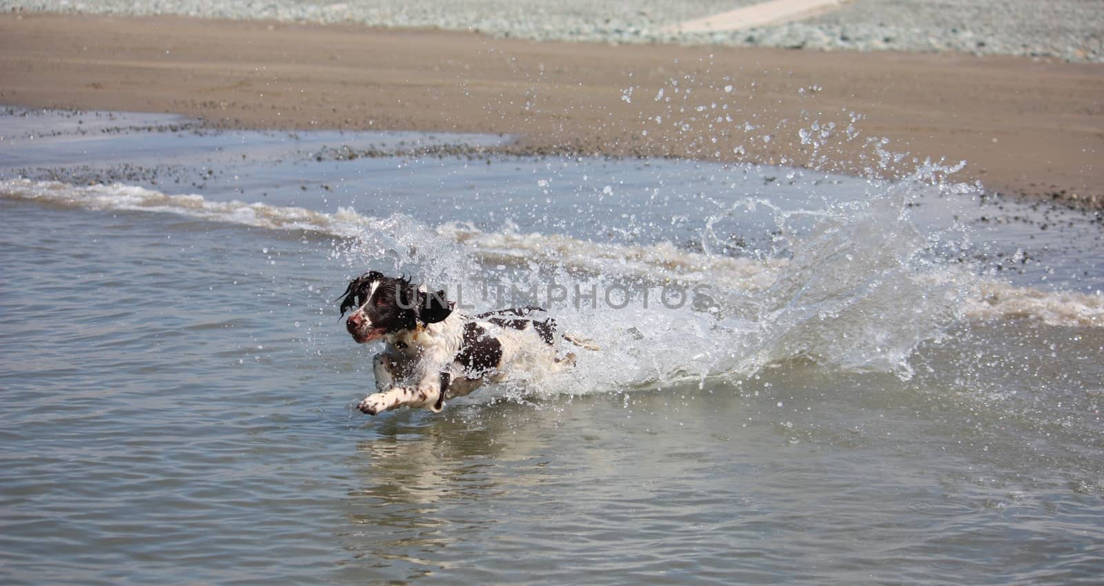 cute working type english springer spaniel playing in the sea by chrisga