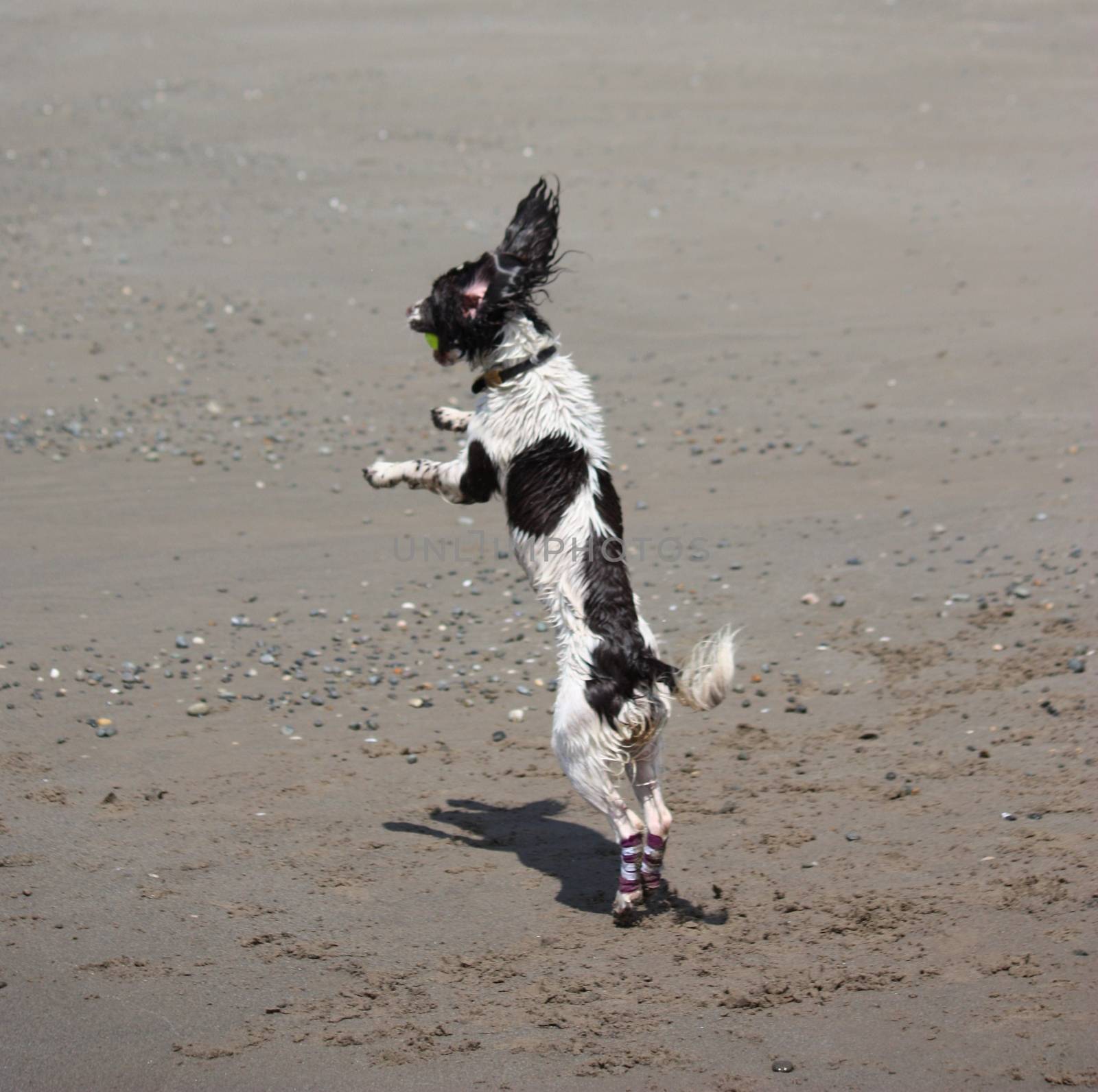 working type engish springer spaniel pet gundog jumping on a sandy beach