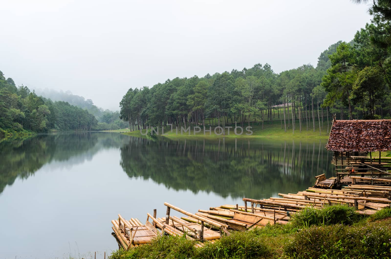 Raft bamboo lake and pine forest at morning in Pang Ung national park of Mae Hong Son province, Thailand