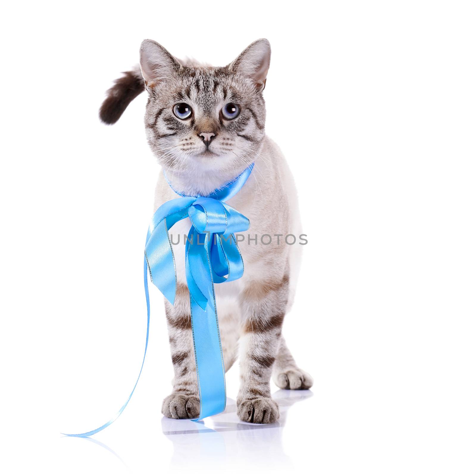 Striped cat with a blue tape. by Azaliya