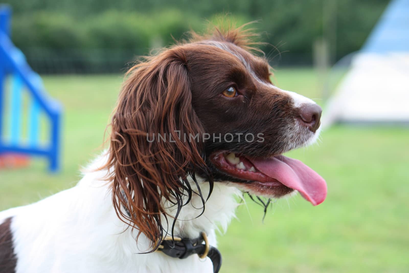 working type liver and white english springer spaniel pet gundog by chrisga