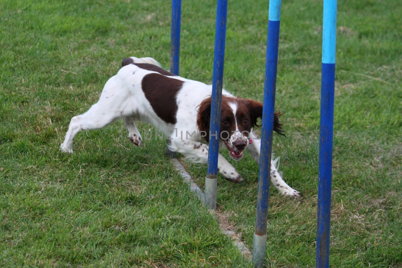 working type english springer spaniel pet gundog weaving through agility weave poles