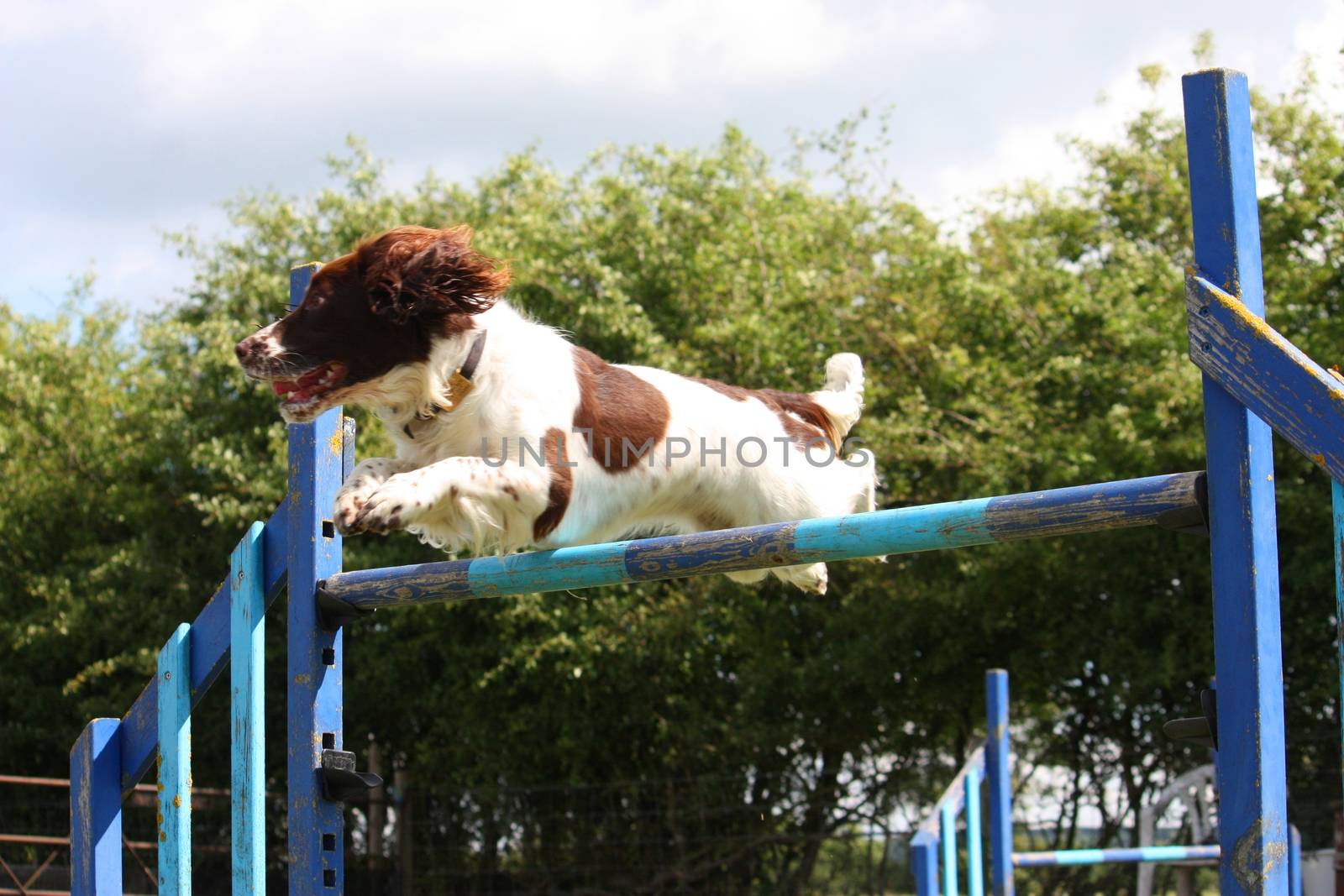 a working type english springer spaniel pet gundog jumping an ag by chrisga