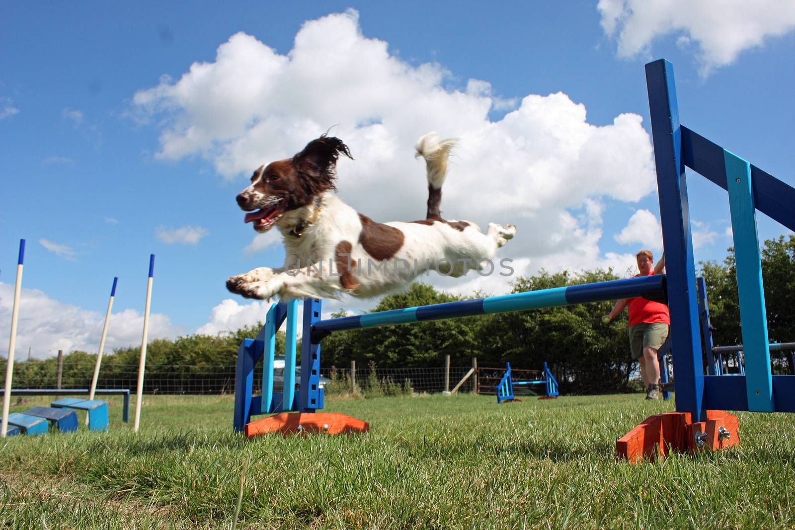 a working type english springer spaniel pet gundog jumping an agility jump