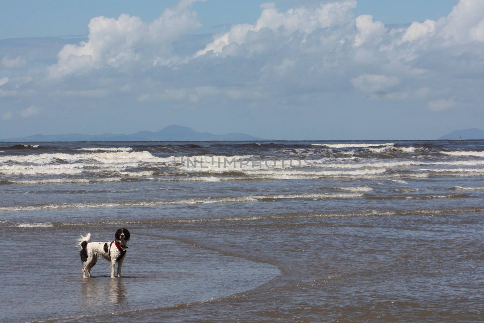 cute working type english springer spaniel playing in the sea