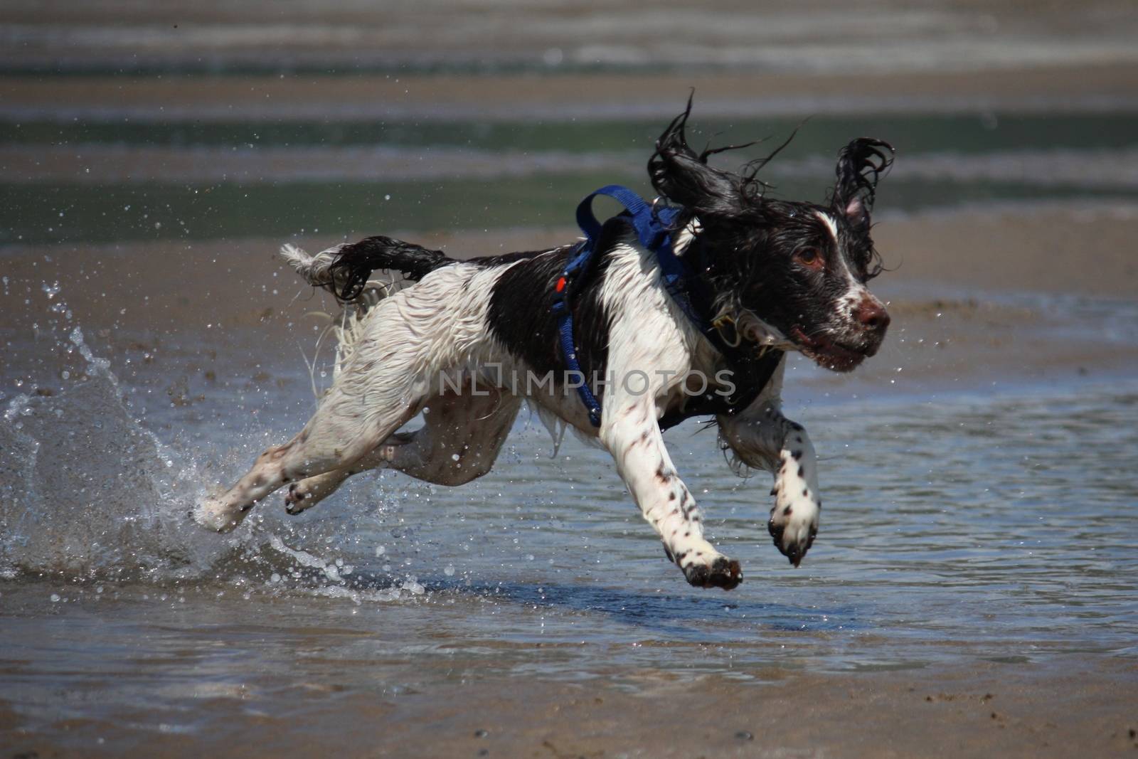 working type engish springer spaniel pet gundog jumping on a sandy beach