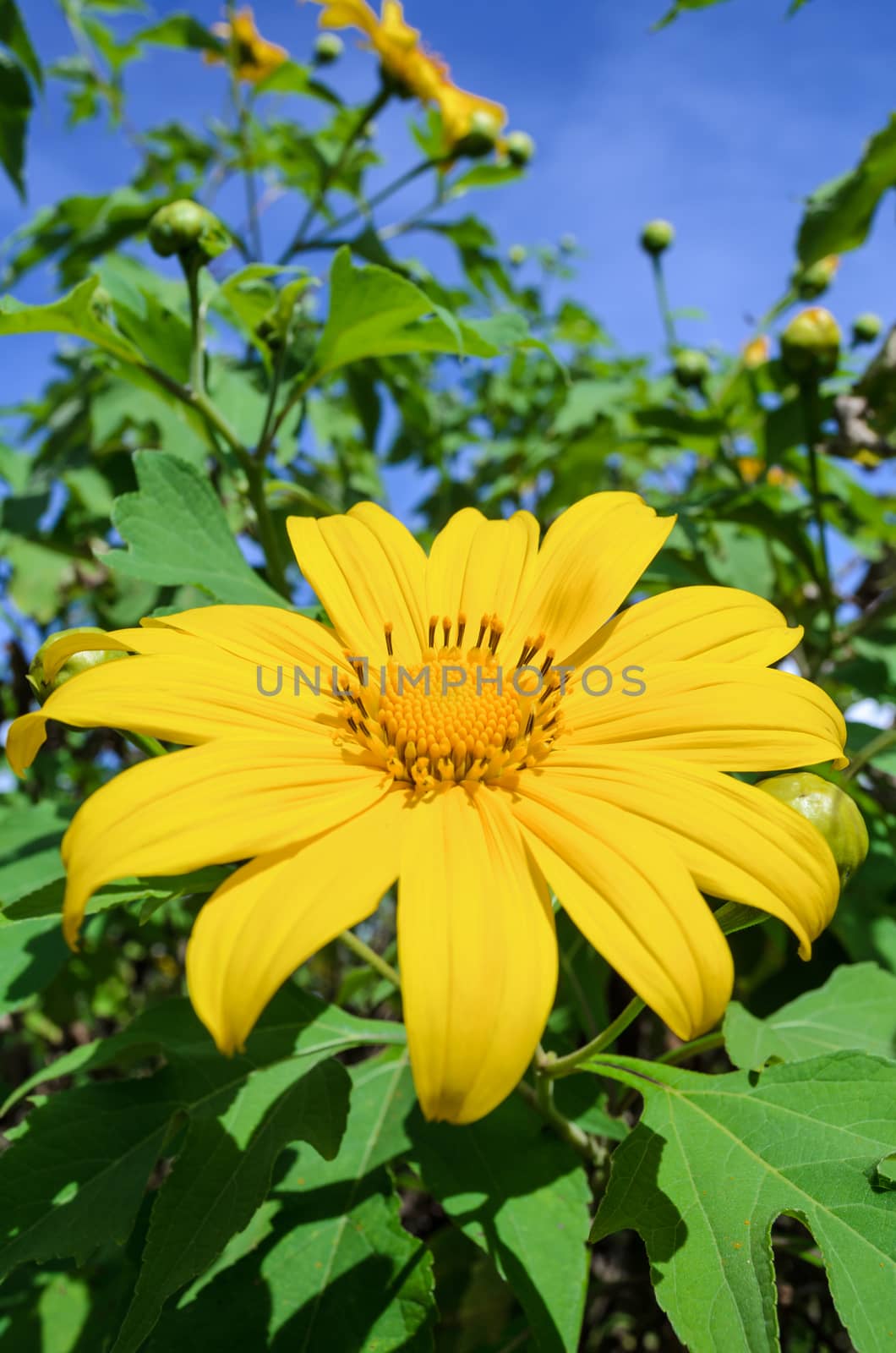 Mexican Sunflower Weed or Tithonia diversifolia, Flowers are bright yellow