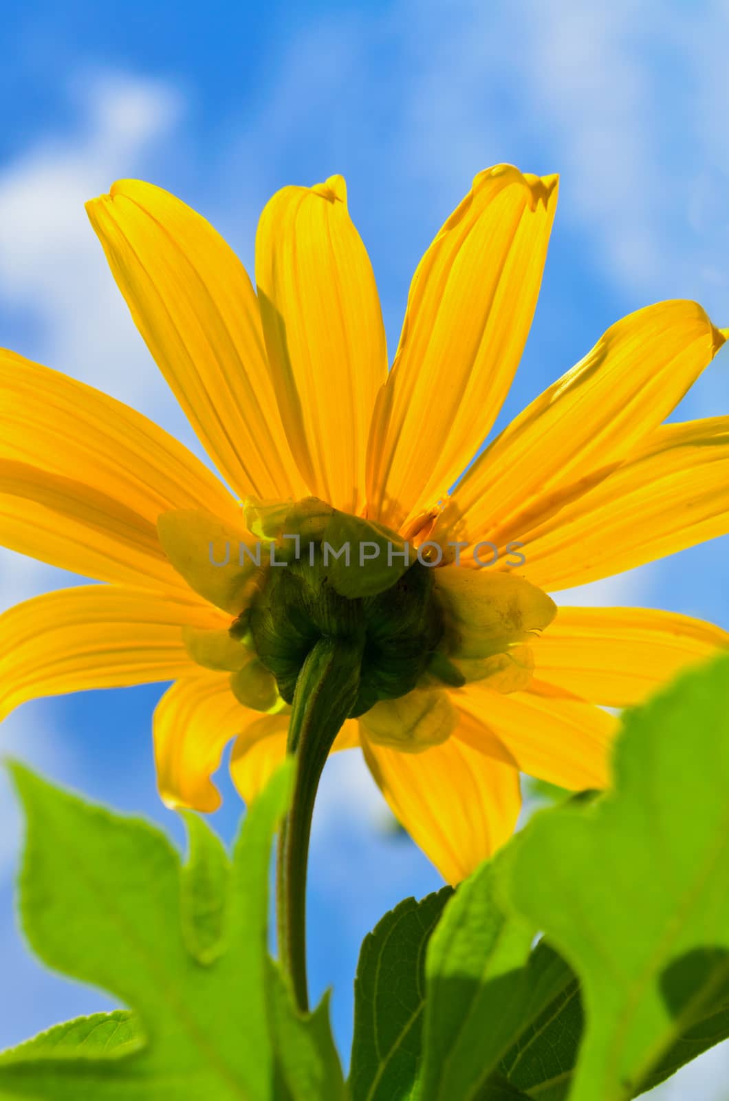 Close up Mexican Sunflower Weed or Tithonia diversifolia, Beautiful flowers are bright yellow on blue sky background