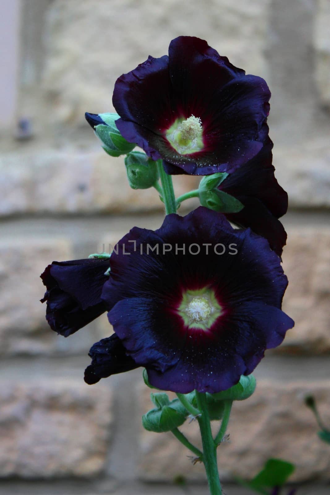 Beautiful dark black hollyhock flower