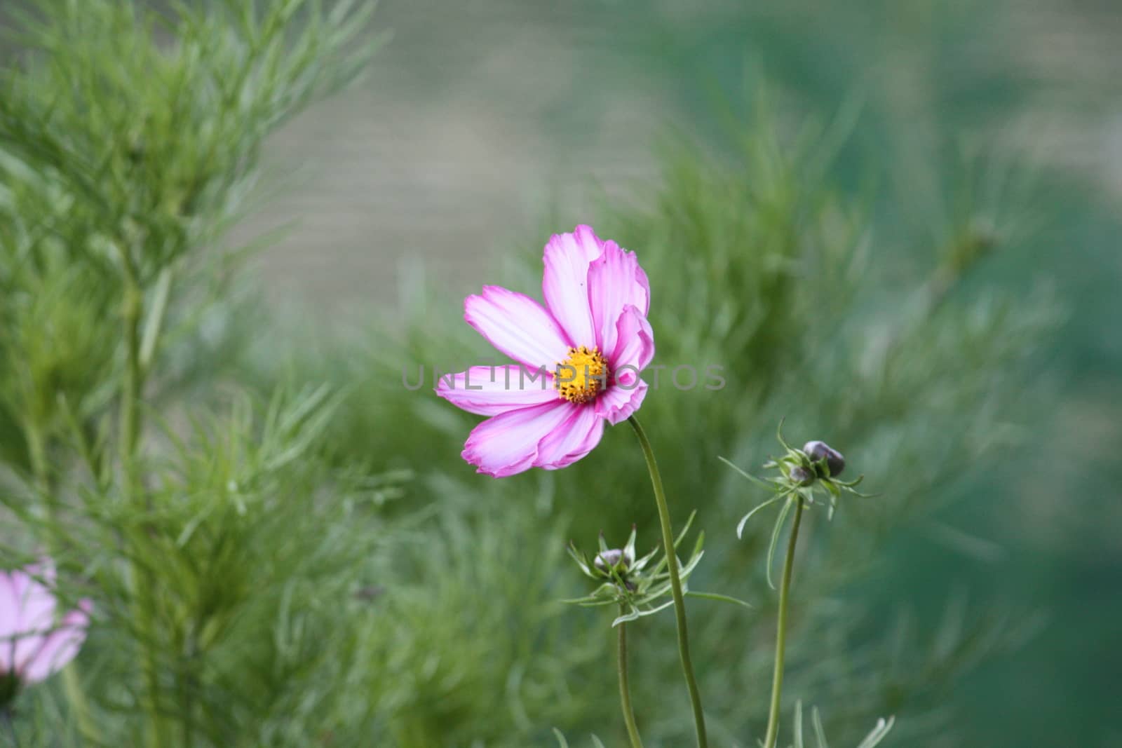 beautiful pink flower on a plant by chrisga