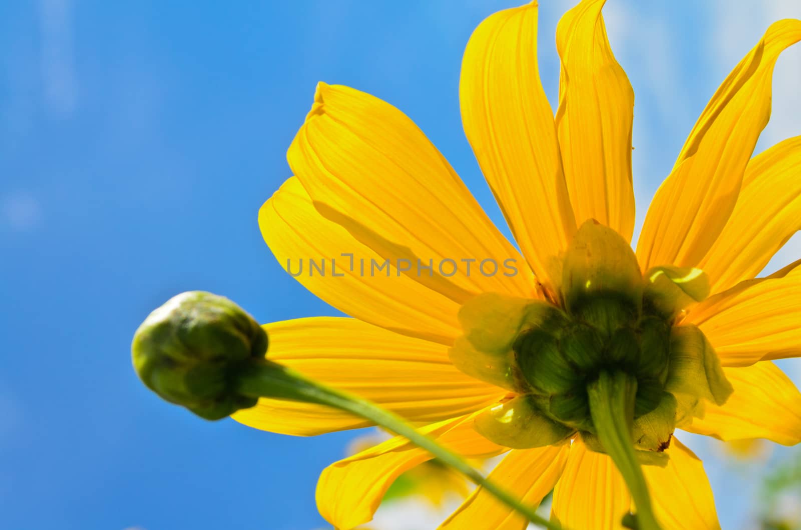 Close up Mexican Sunflower Weed or Tithonia diversifolia, Beautiful flowers are bright yellow on blue sky background