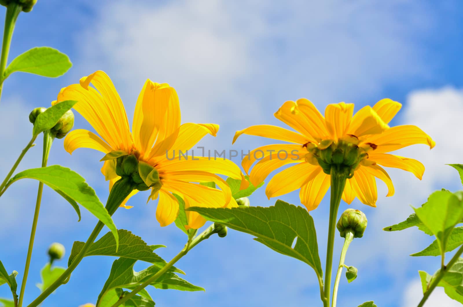 Mexican Sunflower Weed or Tithonia diversifolia, Flowers are bright yellow on blue sky background