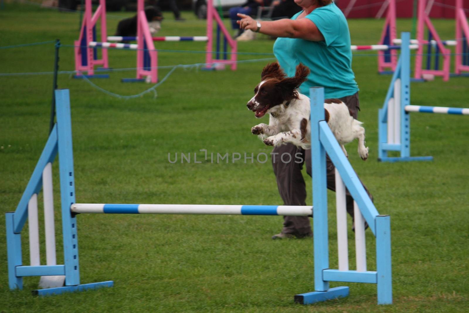 a working type english springer spaniel pet gundog jumping an ag by chrisga