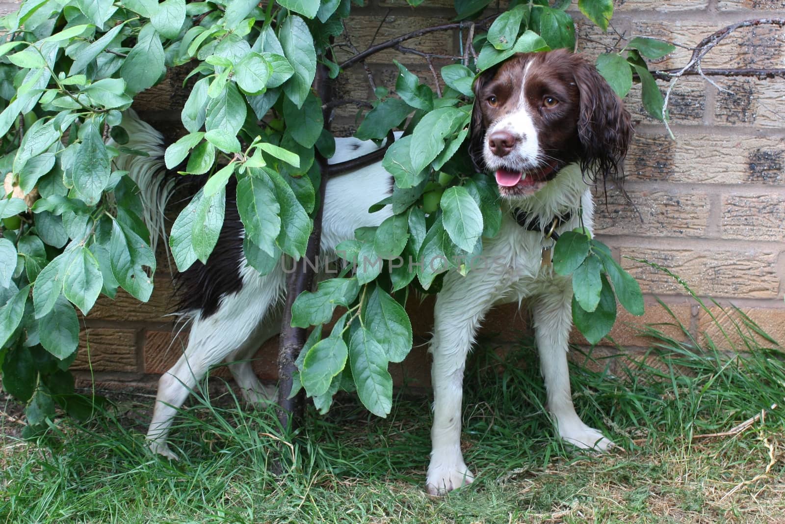 cute working type english springer spaniel hiding behind a tree