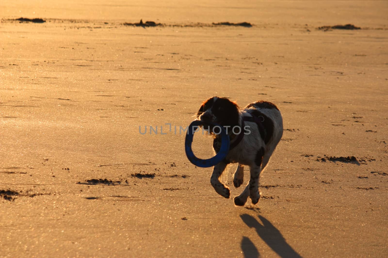 Working type english springer spaniel pet gundog running on a sandy beach;