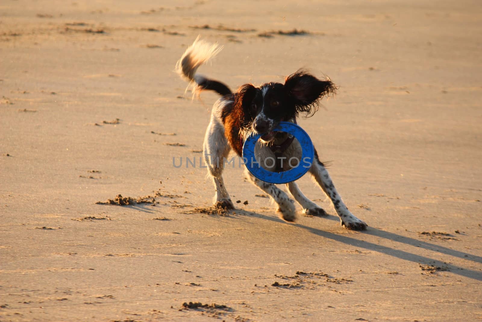 Working type english springer spaniel pet gundog running on a sandy beach;