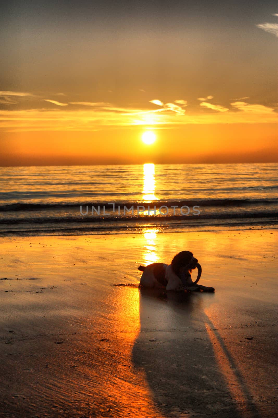 Working type springer spaniel pet gundog lying on a sandy beach  by chrisga