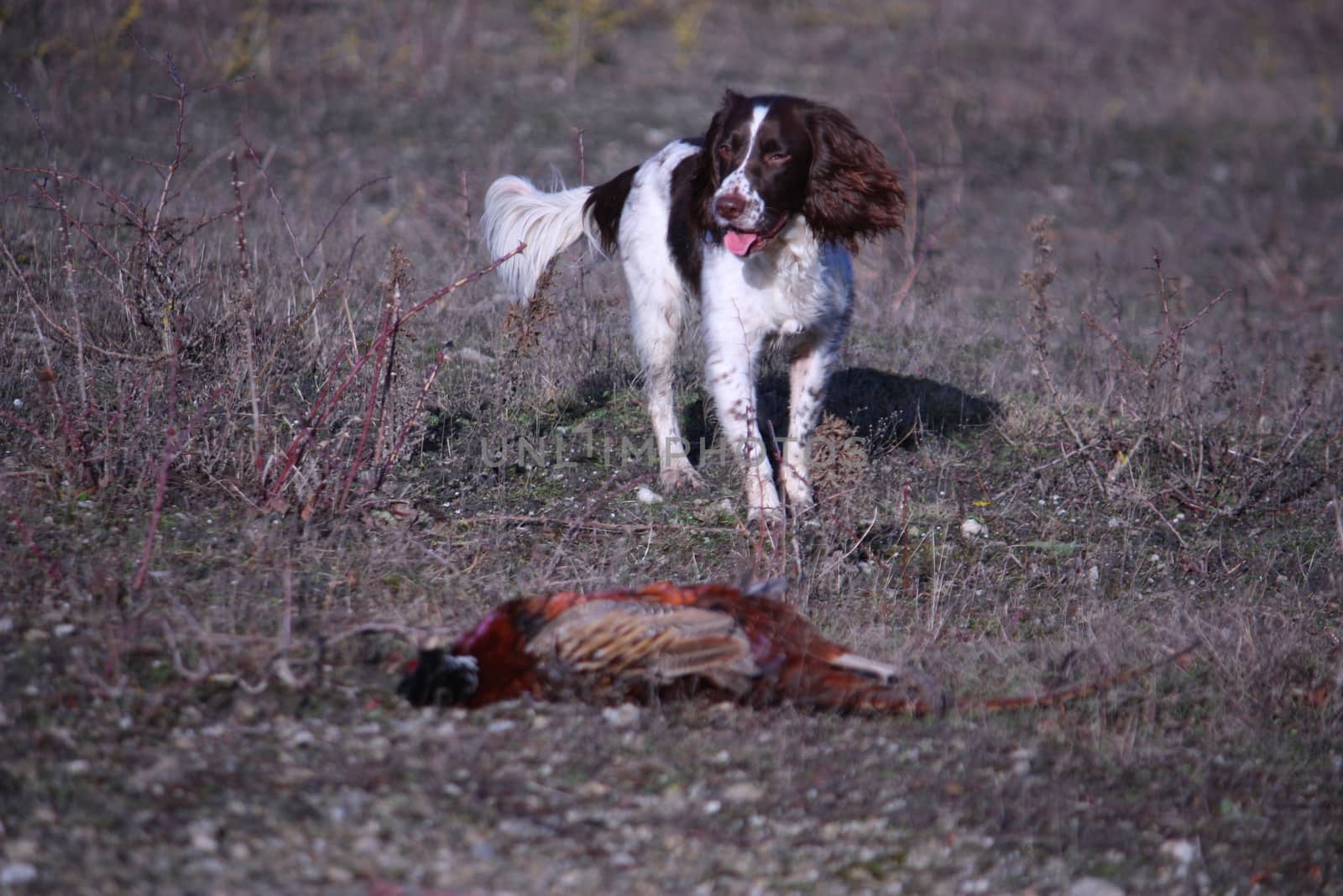 working type english springer spaniel carrying a pheasant by chrisga