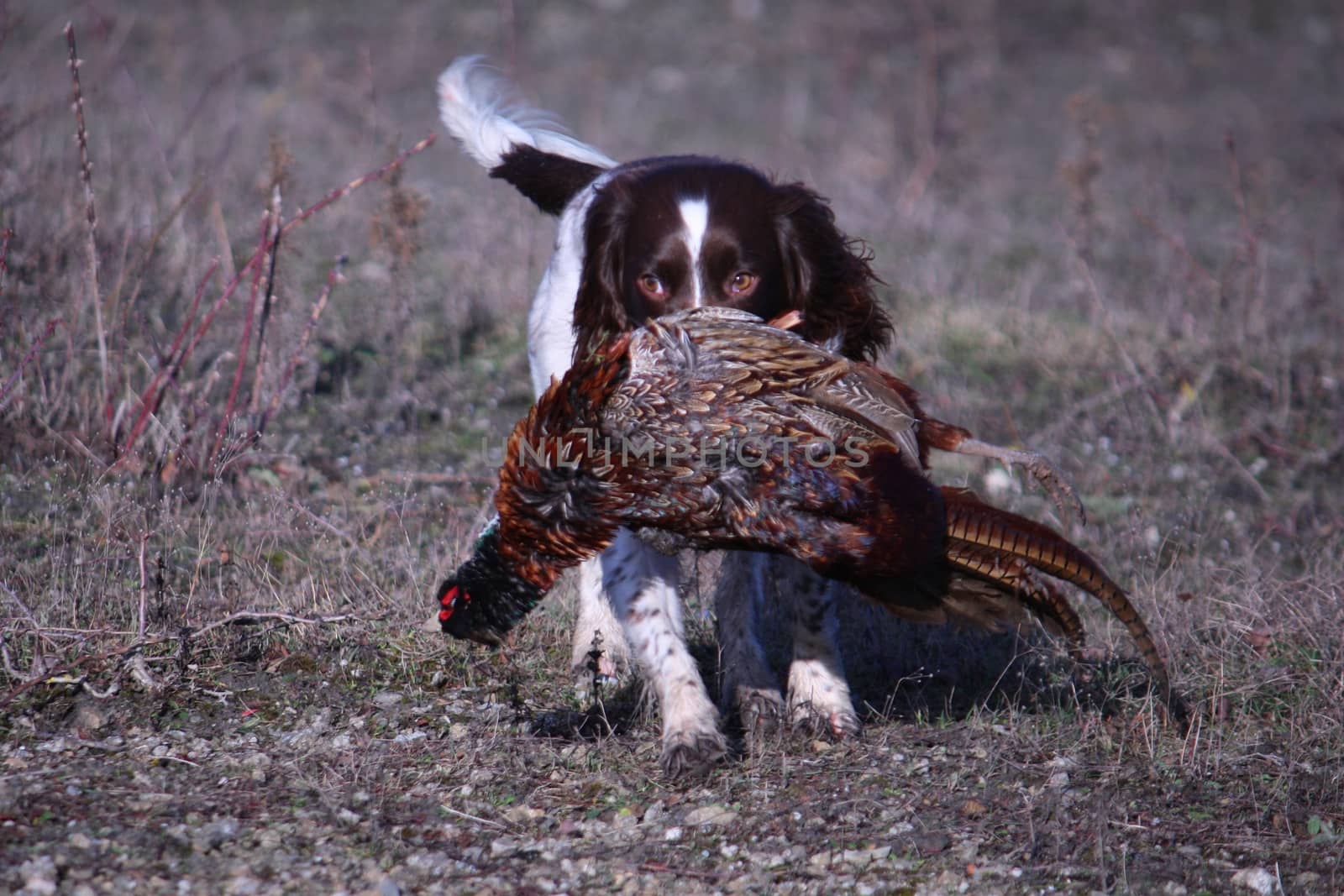 working type english springer spaniel carrying a pheasant