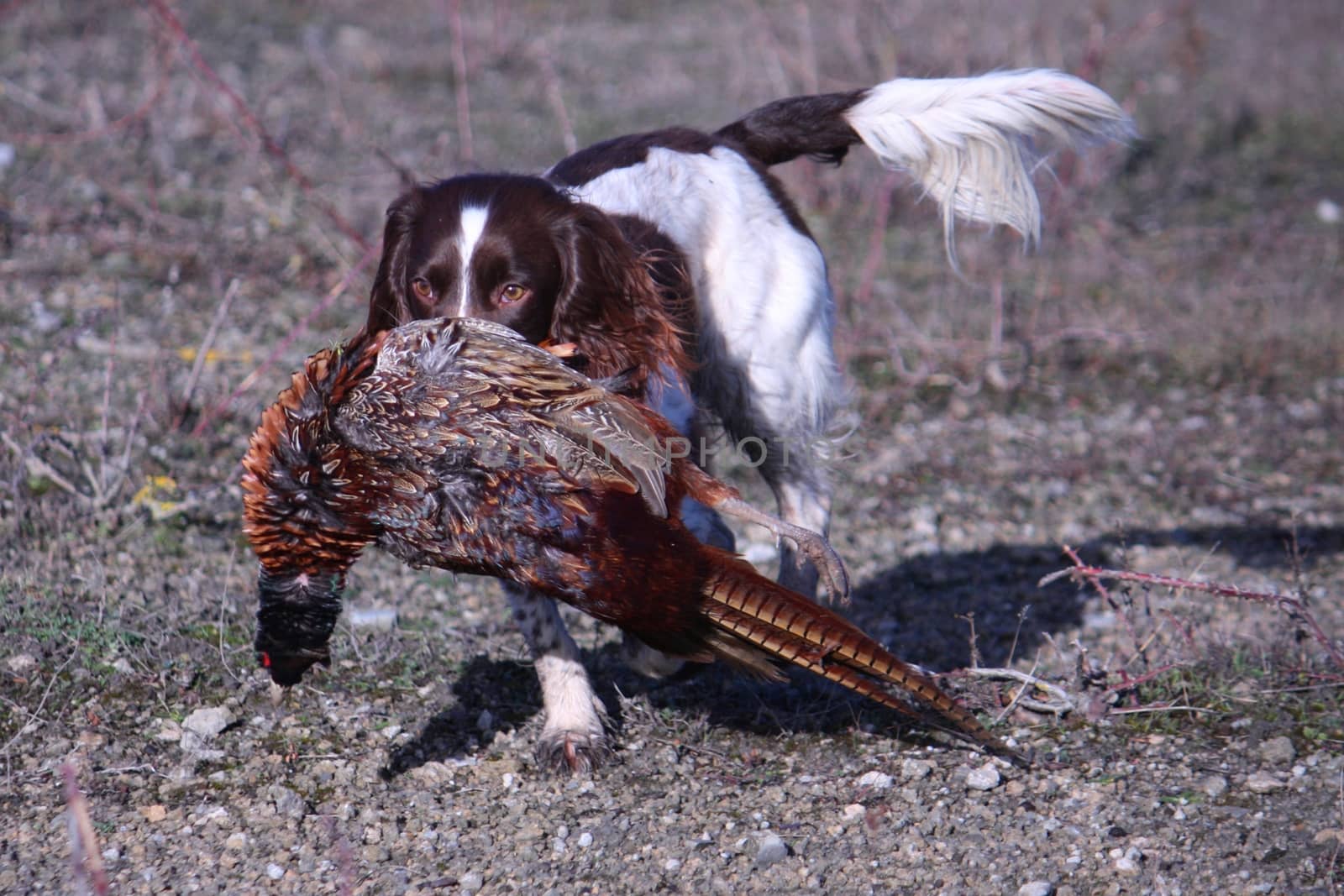 working type english springer spaniel carrying a pheasant