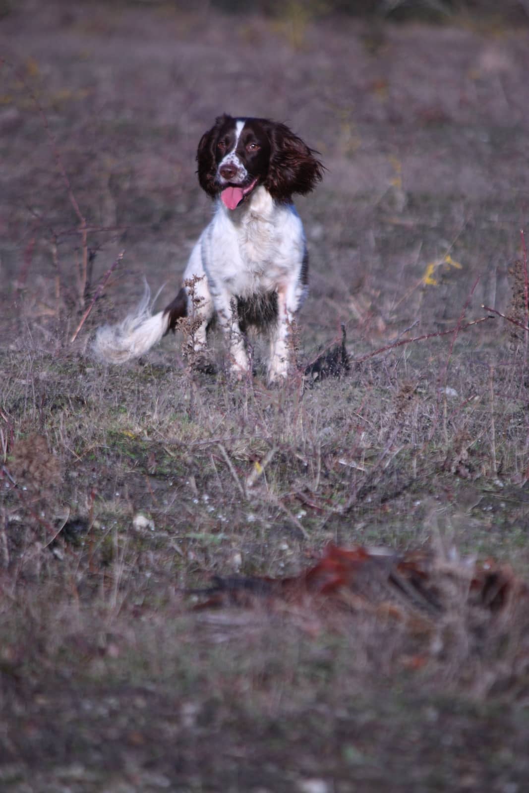 working type english springer spaniel carrying a pheasant