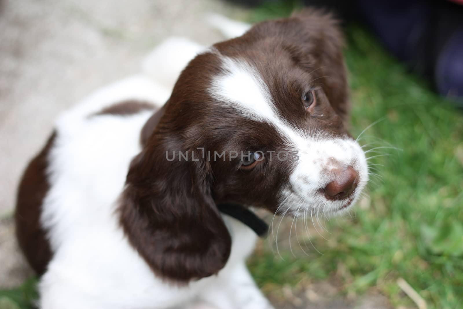 Very cute young liver and white working type english springer spaniel pet gundog puppy