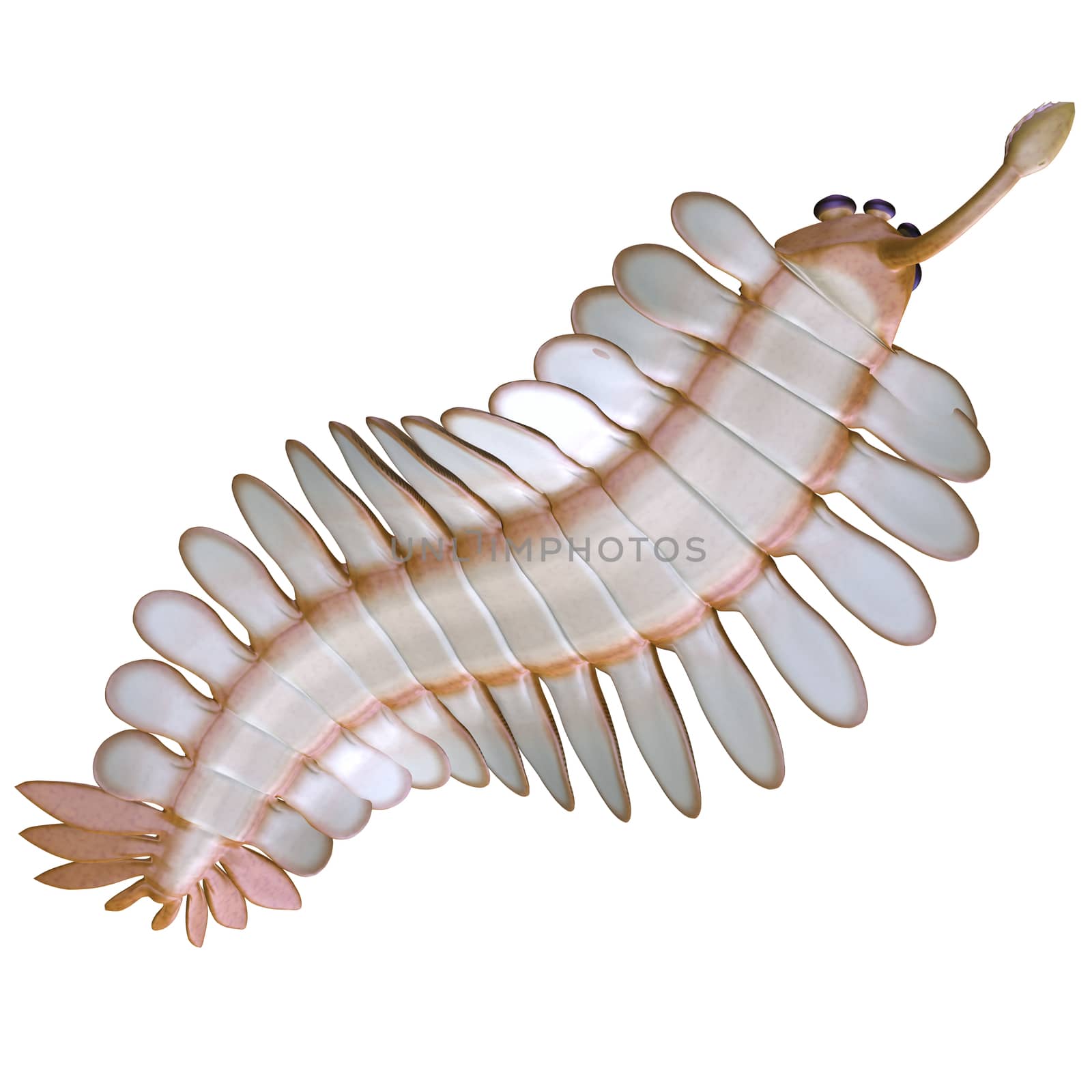 Opabinia is a small predator of Cambrian seas and hunted worms and soft bodied prey with its proboscis.